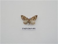 藏品(尺蛾594)的圖片